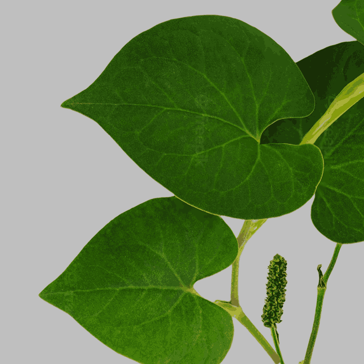 fish mint, chameleon plant