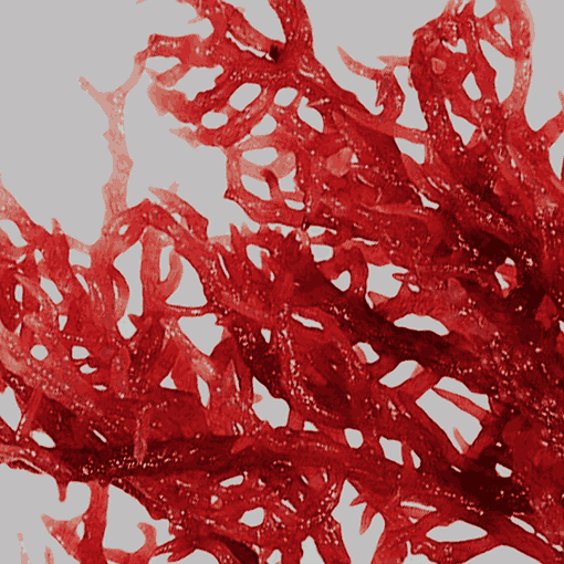 red algae
