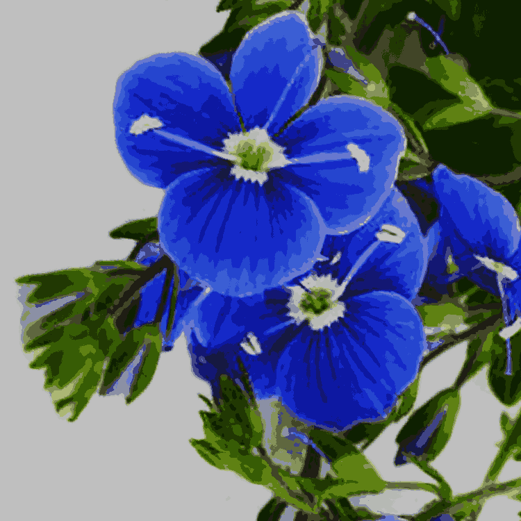 Veronica chamaedrys (Germander speedwell)