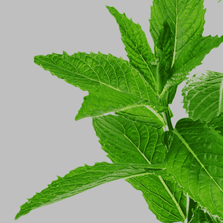fresh mint leaves