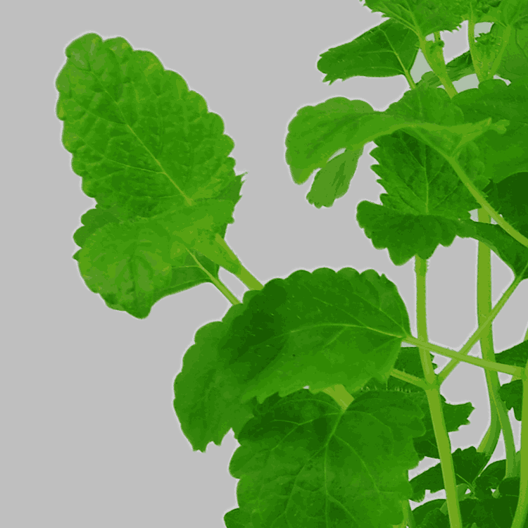 emon balm (Melissa officinalis)