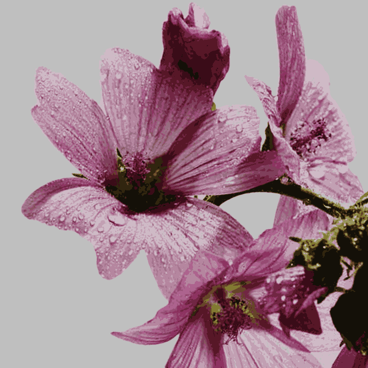 pink mallow flowers